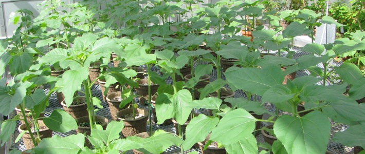 Helianthus for Transpiration Experiments - BPB Greenhouse
