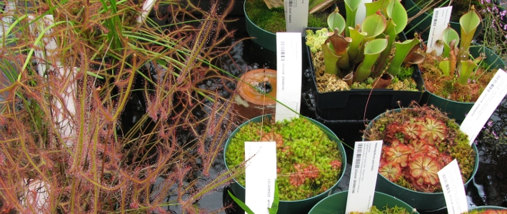 Go to Carnivorous Plant Collection
