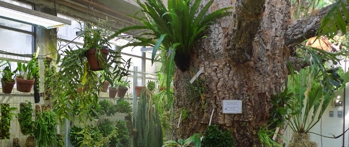 Epiphytic Collections Greenhouse