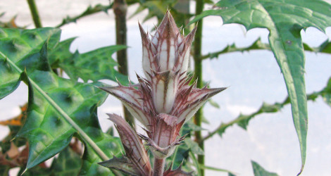 <i>Random Accession: </i>Acanthus montanus