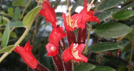 Aeschynanthus pulcher blooming this week