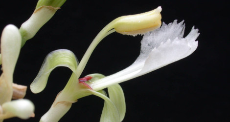 <i>Random Accession: </i>Alpinia galanga