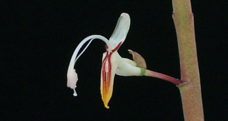 <i>Random Accession: </i>Alpinia maclurei