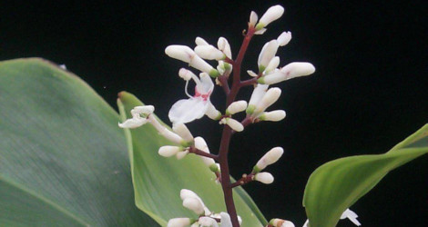 Alpinia oblongifolia