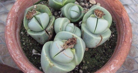 Argyroderma patens blooming this week