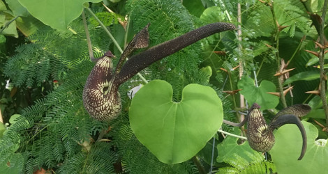 Aristolochia ringens