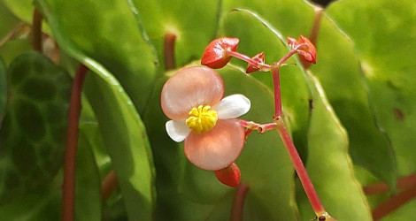 Begonia kingiana