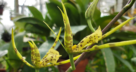 Brassia maculata majus