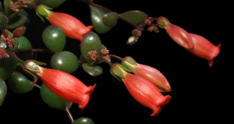 Bryophyllum manginii