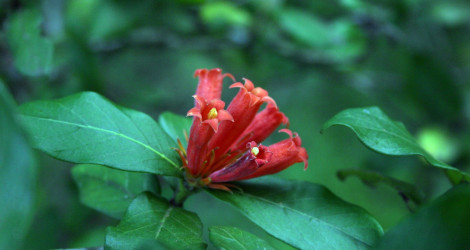 Burchellia bubalina blooming this week