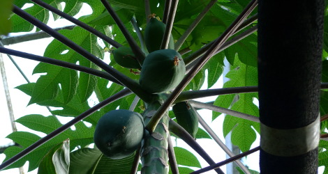 <i>Random Accession: </i>Carica papaya