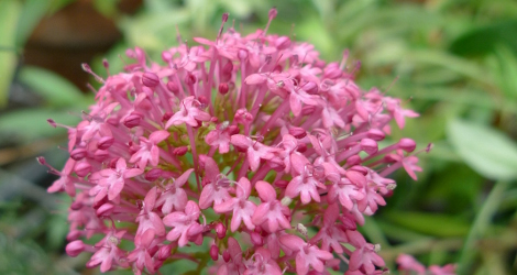Centranthus ruber blooming this week