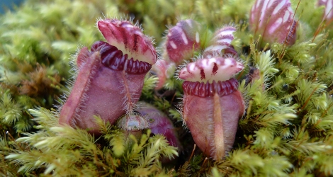 Cephalotus follicularis