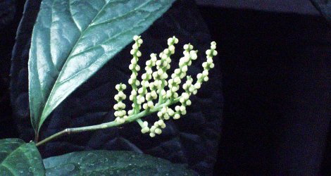 Chloranthus spicatus blooming this week