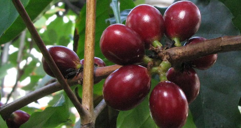 Coffea arabica blooming this week