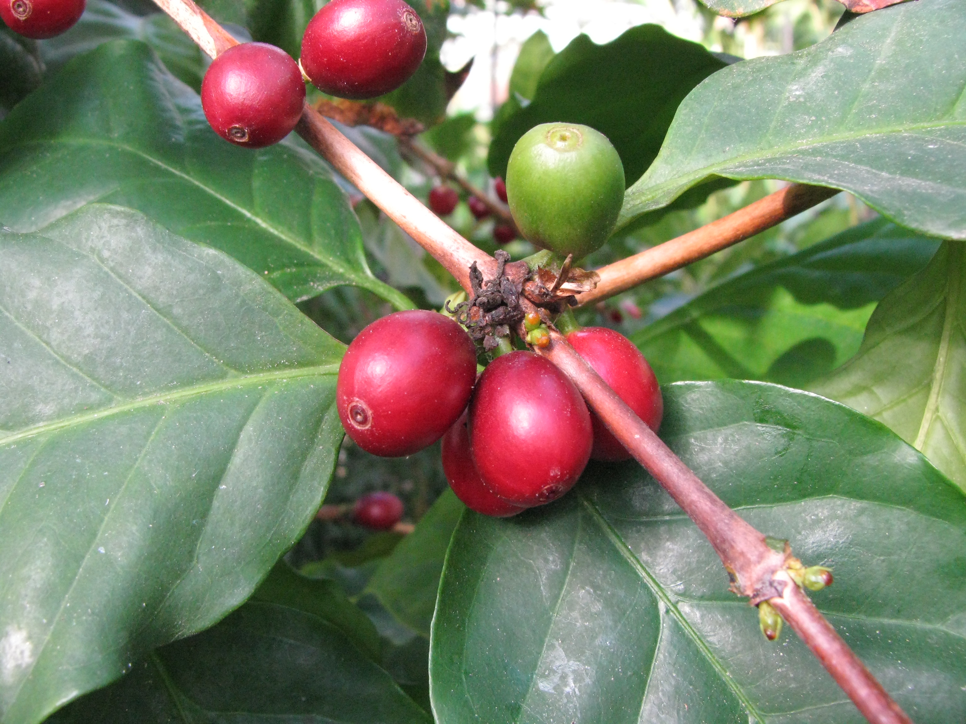 Café Coffea arabica Frutas, Café, Estruturas