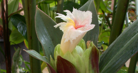 Costus vargasii blooming this week