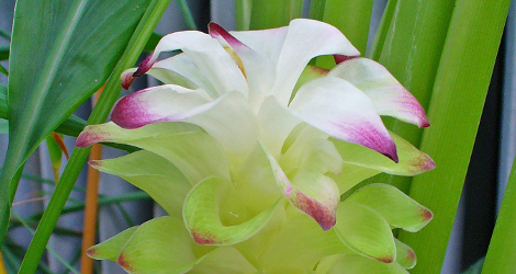 Curcuma longa blooming this week