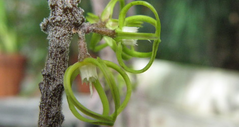 Cynanchum marnierianum
