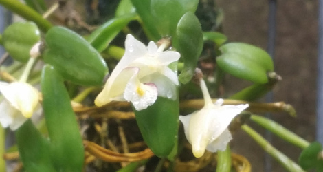 Dendrobium hymenanthum blooming this week