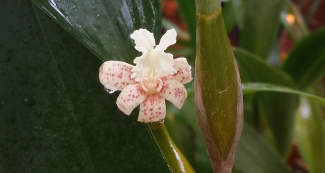 Dendrobium plicatile