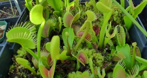Dionaea muscipula blooming this week
