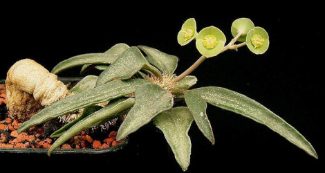 <i>Random Accession: </i>Euphorbia francoisii