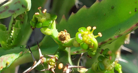 Euphorbia knuthii blooming this week