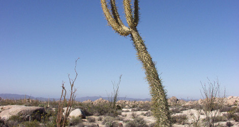 Fouquieria columnaris