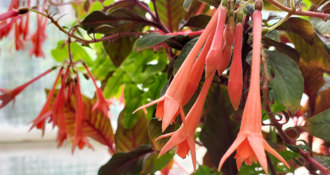 Fuchsia triphylla blooming this week
