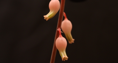 Gasteria obliqua blooming this week