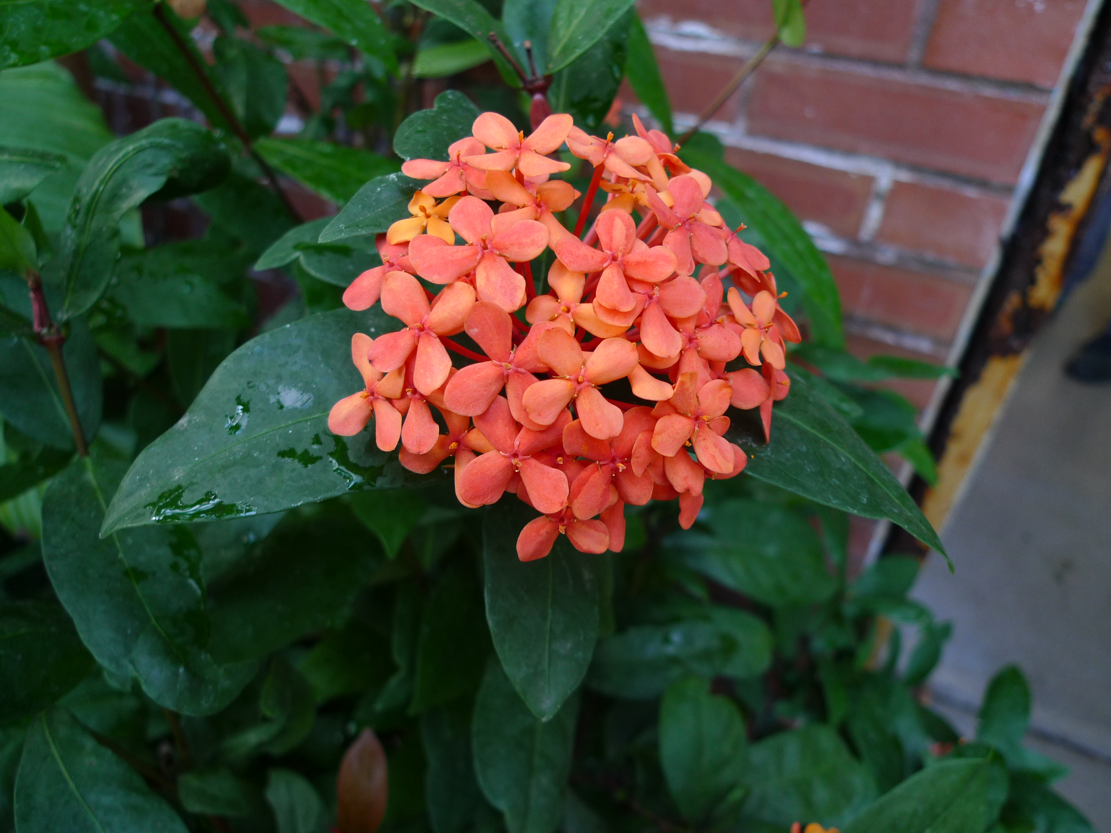 Ixora_javanica01.jpg