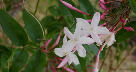 Jasminum polyanthum blooming this week