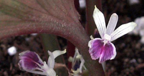 Kaempferia parviflora blooming this week