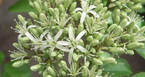 Murraya koenigii blooming this week
