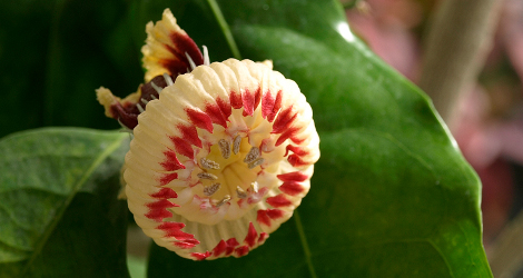 Napoleonaea beninensis