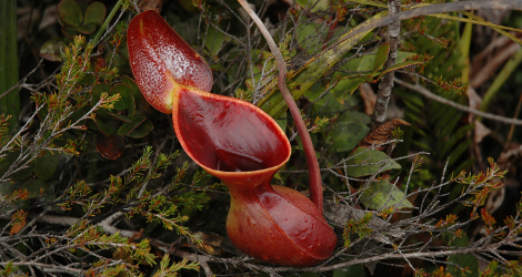 <i>Random Accession: </i>Nepenthes lowii