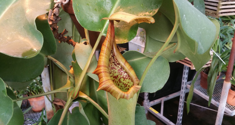 Nepenthes truncata blooming this week