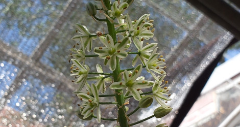 Ornithogalum thyrsoides blooming this week