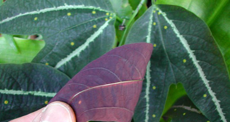 Passiflora boenderi