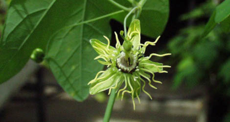 <i>Random Accession: </i>Passiflora lutea