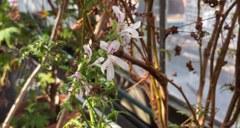 Pelargonium denticulatum blooming this week