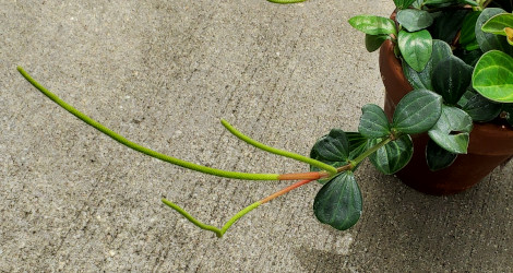 Peperomia dahlstedtii