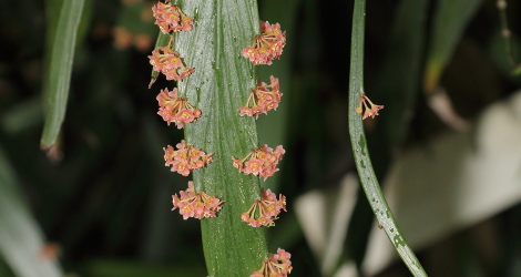 <i>Random Accession: </i>Phyllanthus angustifolius
