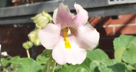 Proboscidea louisianica blooming this week