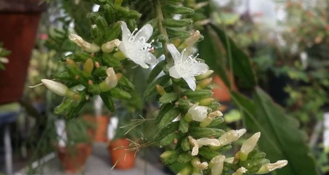 Rhipsalis mesembryanthemoides blooming this week