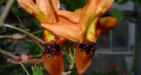 Ruttya fruticosa blooming this week