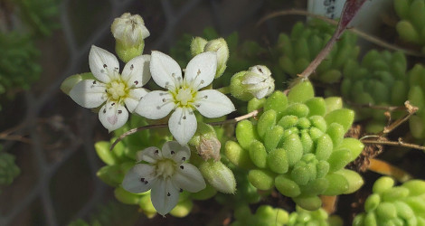 Sedum hirsutum blooming this week