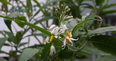 Solanum ensifolium blooming this week