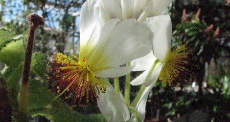 Sparmannia africana blooming this week